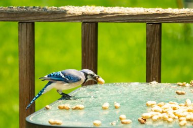Bu güzel mavi karga bu resim için poz veriyor gibi görünüyor. Küçük Corvid 'in gagasında bir fıstık var ve bize gösteriyor gibi görünüyor. Bu kuşlar mavi, beyaz ve siyah tüyleriyle çok güzel..