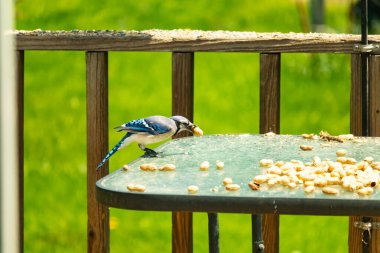 Bu güzel mavi karga bu resim için poz veriyor gibi görünüyor. Küçük Corvid 'in gagasında bir fıstık var ve bize gösteriyor gibi görünüyor. Bu kuşlar mavi, beyaz ve siyah tüyleriyle çok güzel..