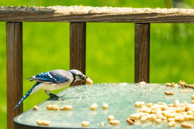 Bu güzel mavi karga bu resim için poz veriyor gibi görünüyor. Küçük Corvid 'in gagasında bir fıstık var ve bize gösteriyor gibi görünüyor. Bu kuşlar mavi, beyaz ve siyah tüyleriyle çok güzel..