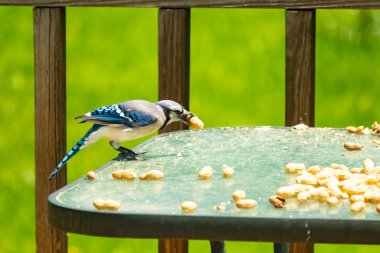 Bu güzel mavi karga bu resim için poz veriyor gibi görünüyor. Küçük Corvid 'in gagasında bir fıstık var ve bize gösteriyor gibi görünüyor. Bu kuşlar mavi, beyaz ve siyah tüyleriyle çok güzel..