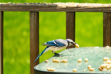 Bu güzel mavi karga bu resim için poz veriyor gibi görünüyor. Küçük Corvid 'in gagasında bir fıstık var ve bize gösteriyor gibi görünüyor. Bu kuşlar mavi, beyaz ve siyah tüyleriyle çok güzel..