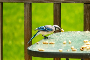 Bu güzel mavi karga bu resim için poz veriyor gibi görünüyor. Küçük Corvid 'in gagasında bir fıstık var ve bize gösteriyor gibi görünüyor. Bu kuşlar mavi, beyaz ve siyah tüyleriyle çok güzel..