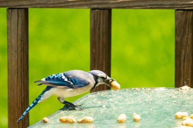 Bu güzel mavi karga bu resim için poz veriyor gibi görünüyor. Küçük Corvid 'in gagasında bir fıstık var ve bize gösteriyor gibi görünüyor. Bu kuşlar mavi, beyaz ve siyah tüyleriyle çok güzel..