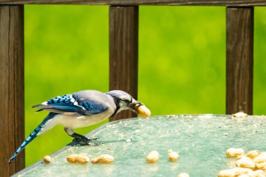 Bu güzel mavi karga bu resim için poz veriyor gibi görünüyor. Küçük Corvid 'in gagasında bir fıstık var ve bize gösteriyor gibi görünüyor. Bu kuşlar mavi, beyaz ve siyah tüyleriyle çok güzel..