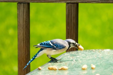 Bu güzel mavi karga bu resim için poz veriyor gibi görünüyor. Küçük Corvid 'in gagasında bir fıstık var ve bize gösteriyor gibi görünüyor. Bu kuşlar mavi, beyaz ve siyah tüyleriyle çok güzel..
