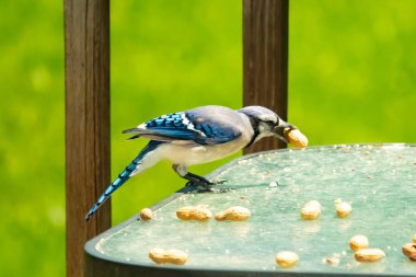 Bu güzel mavi karga bu resim için poz veriyor gibi görünüyor. Küçük Corvid 'in gagasında bir fıstık var ve bize gösteriyor gibi görünüyor. Bu kuşlar mavi, beyaz ve siyah tüyleriyle çok güzel..