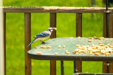 Bu güzel mavi karga bu resim için poz veriyor gibi görünüyor. Küçük Corvid 'in gagasında bir fıstık var ve bize gösteriyor gibi görünüyor. Bu kuşlar mavi, beyaz ve siyah tüyleriyle çok güzel..