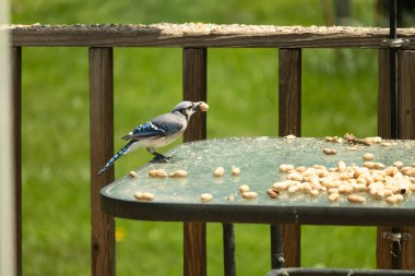 Bu güzel mavi karga bu resim için poz veriyor gibi görünüyor. Küçük Corvid 'in gagasında bir fıstık var ve bize gösteriyor gibi görünüyor. Bu kuşlar mavi, beyaz ve siyah tüyleriyle çok güzel..