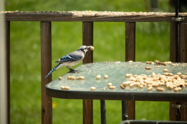 Bu güzel mavi karga bu resim için poz veriyor gibi görünüyor. Küçük Corvid 'in gagasında bir fıstık var ve bize gösteriyor gibi görünüyor. Bu kuşlar mavi, beyaz ve siyah tüyleriyle çok güzel..