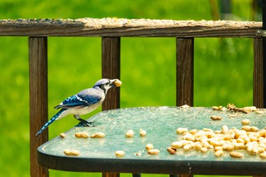 Bu güzel mavi karga bu resim için poz veriyor gibi görünüyor. Küçük Corvid 'in gagasında bir fıstık var ve bize gösteriyor gibi görünüyor. Bu kuşlar mavi, beyaz ve siyah tüyleriyle çok güzel..