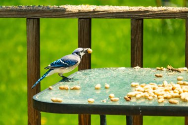 Bu güzel mavi karga bu resim için poz veriyor gibi görünüyor. Küçük Corvid 'in gagasında bir fıstık var ve bize gösteriyor gibi görünüyor. Bu kuşlar mavi, beyaz ve siyah tüyleriyle çok güzel..