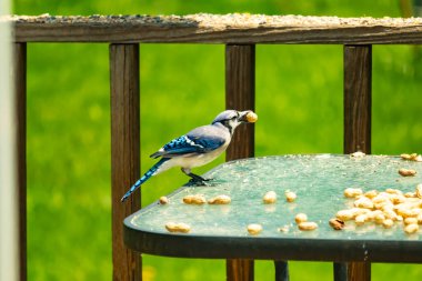 Bu güzel mavi karga bu resim için poz veriyor gibi görünüyor. Küçük Corvid 'in gagasında bir fıstık var ve bize gösteriyor gibi görünüyor. Bu kuşlar mavi, beyaz ve siyah tüyleriyle çok güzel..