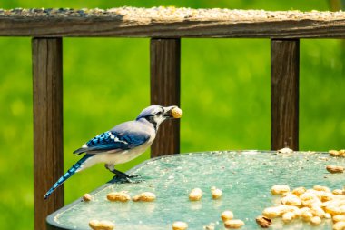 Bu güzel mavi karga bu resim için poz veriyor gibi görünüyor. Küçük Corvid 'in gagasında bir fıstık var ve bize gösteriyor gibi görünüyor. Bu kuşlar mavi, beyaz ve siyah tüyleriyle çok güzel..