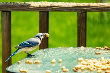 Bu güzel mavi karga bu resim için poz veriyor gibi görünüyor. Küçük Corvid 'in gagasında bir fıstık var ve bize gösteriyor gibi görünüyor. Bu kuşlar mavi, beyaz ve siyah tüyleriyle çok güzel..