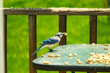 Bu güzel mavi karga bu resim için poz veriyor gibi görünüyor. Küçük Corvid 'in gagasında bir fıstık var ve bize gösteriyor gibi görünüyor. Bu kuşlar mavi, beyaz ve siyah tüyleriyle çok güzel..