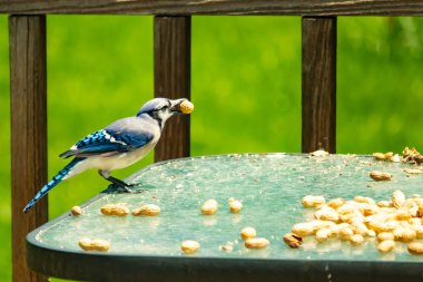 Bu güzel mavi karga bu resim için poz veriyor gibi görünüyor. Küçük Corvid 'in gagasında bir fıstık var ve bize gösteriyor gibi görünüyor. Bu kuşlar mavi, beyaz ve siyah tüyleriyle çok güzel..