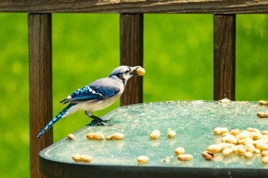 Bu güzel mavi karga bu resim için poz veriyor gibi görünüyor. Küçük Corvid 'in gagasında bir fıstık var ve bize gösteriyor gibi görünüyor. Bu kuşlar mavi, beyaz ve siyah tüyleriyle çok güzel..