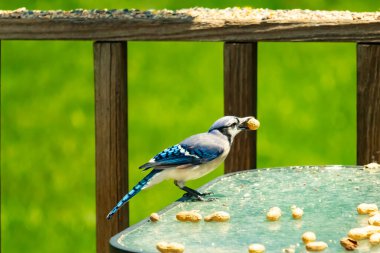 Bu güzel mavi karga bu resim için poz veriyor gibi görünüyor. Küçük Corvid 'in gagasında bir fıstık var ve bize gösteriyor gibi görünüyor. Bu kuşlar mavi, beyaz ve siyah tüyleriyle çok güzel..