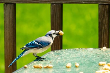 Bu güzel mavi karga bu resim için poz veriyor gibi görünüyor. Küçük Corvid 'in gagasında bir fıstık var ve bize gösteriyor gibi görünüyor. Bu kuşlar mavi, beyaz ve siyah tüyleriyle çok güzel..
