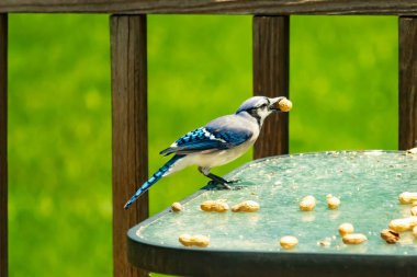 Bu güzel mavi karga bu resim için poz veriyor gibi görünüyor. Küçük Corvid 'in gagasında bir fıstık var ve bize gösteriyor gibi görünüyor. Bu kuşlar mavi, beyaz ve siyah tüyleriyle çok güzel..