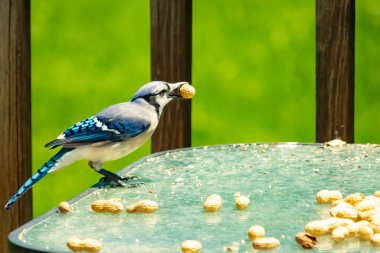 Bu güzel mavi karga bu resim için poz veriyor gibi görünüyor. Küçük Corvid 'in gagasında bir fıstık var ve bize gösteriyor gibi görünüyor. Bu kuşlar mavi, beyaz ve siyah tüyleriyle çok güzel..