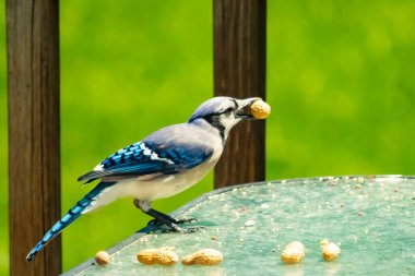 Bu güzel mavi karga bu resim için poz veriyor gibi görünüyor. Küçük Corvid 'in gagasında bir fıstık var ve bize gösteriyor gibi görünüyor. Bu kuşlar mavi, beyaz ve siyah tüyleriyle çok güzel..