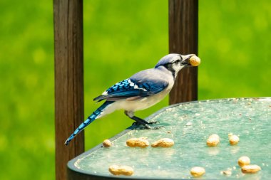Bu güzel mavi karga bu resim için poz veriyor gibi görünüyor. Küçük Corvid 'in gagasında bir fıstık var ve bize gösteriyor gibi görünüyor. Bu kuşlar mavi, beyaz ve siyah tüyleriyle çok güzel..