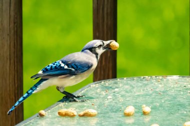 Bu güzel mavi karga bu resim için poz veriyor gibi görünüyor. Küçük Corvid 'in gagasında bir fıstık var ve bize gösteriyor gibi görünüyor. Bu kuşlar mavi, beyaz ve siyah tüyleriyle çok güzel..