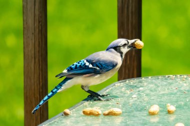 Bu güzel mavi karga bu resim için poz veriyor gibi görünüyor. Küçük Corvid 'in gagasında bir fıstık var ve bize gösteriyor gibi görünüyor. Bu kuşlar mavi, beyaz ve siyah tüyleriyle çok güzel..