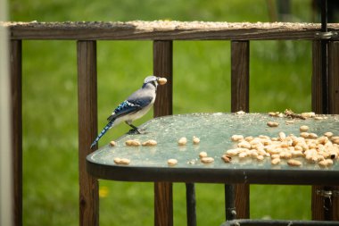 Bu güzel mavi karga bu resim için poz veriyor gibi görünüyor. Küçük Corvid 'in gagasında bir fıstık var ve bize gösteriyor gibi görünüyor. Bu kuşlar mavi, beyaz ve siyah tüyleriyle çok güzel..