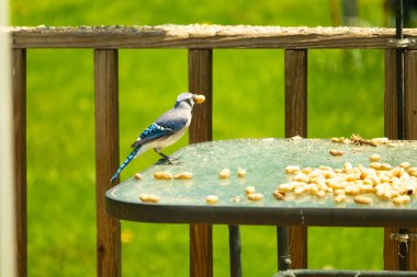 Bu güzel mavi karga bu resim için poz veriyor gibi görünüyor. Küçük Corvid 'in gagasında bir fıstık var ve bize gösteriyor gibi görünüyor. Bu kuşlar mavi, beyaz ve siyah tüyleriyle çok güzel..