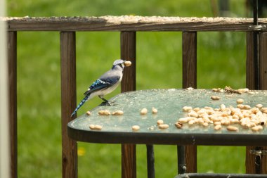 Bu güzel mavi karga bu resim için poz veriyor gibi görünüyor. Küçük Corvid 'in gagasında bir fıstık var ve bize gösteriyor gibi görünüyor. Bu kuşlar mavi, beyaz ve siyah tüyleriyle çok güzel..
