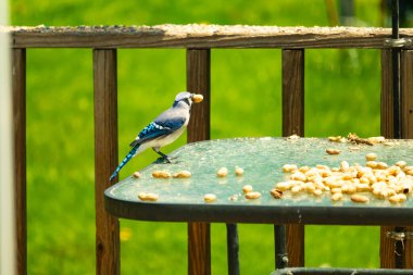 Canlı bir mavi alakarga, bir kuş yemliğinin üzerine tünemiş, gagasında bir yer fıstığı tutan, ve daha fazla yer fıstığı besleyicinin etrafına saçılmış. Besleyici bulanık yeşil bir arka plana ayarlanmış. Bu da doğal bir açık hava ortamı olduğunu gösteriyor..