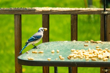 Canlı bir mavi alakarga, bir kuş yemliğinin üzerine tünemiş, gagasında bir yer fıstığı tutan, ve daha fazla yer fıstığı besleyicinin etrafına saçılmış. Besleyici bulanık yeşil bir arka plana ayarlanmış. Bu da doğal bir açık hava ortamı olduğunu gösteriyor..