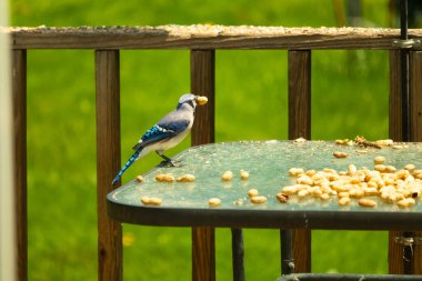 Canlı bir mavi alakarga, bir kuş yemliğinin üzerine tünemiş, gagasında bir yer fıstığı tutan, ve daha fazla yer fıstığı besleyicinin etrafına saçılmış. Besleyici bulanık yeşil bir arka plana ayarlanmış. Bu da doğal bir açık hava ortamı olduğunu gösteriyor..