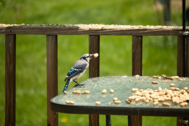 Canlı bir mavi alakarga, bir kuş yemliğinin üzerine tünemiş, gagasında bir yer fıstığı tutan, ve daha fazla yer fıstığı besleyicinin etrafına saçılmış. Besleyici bulanık yeşil bir arka plana ayarlanmış. Bu da doğal bir açık hava ortamı olduğunu gösteriyor..