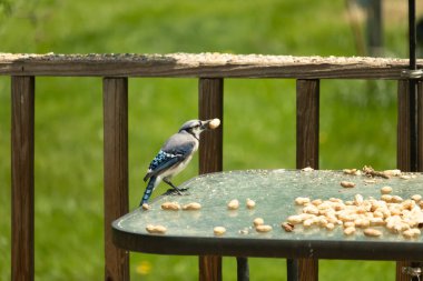 Canlı bir mavi alakarga, bir kuş yemliğinin üzerine tünemiş, gagasında bir yer fıstığı tutan, ve daha fazla yer fıstığı besleyicinin etrafına saçılmış. Besleyici bulanık yeşil bir arka plana ayarlanmış. Bu da doğal bir açık hava ortamı olduğunu gösteriyor..