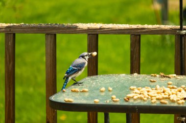 Canlı bir mavi alakarga, bir kuş yemliğinin üzerine tünemiş, gagasında bir yer fıstığı tutan, ve daha fazla yer fıstığı besleyicinin etrafına saçılmış. Besleyici bulanık yeşil bir arka plana ayarlanmış. Bu da doğal bir açık hava ortamı olduğunu gösteriyor..