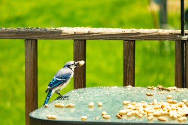 Canlı bir mavi alakarga, bir kuş yemliğinin üzerine tünemiş, gagasında bir yer fıstığı tutan, ve daha fazla yer fıstığı besleyicinin etrafına saçılmış. Besleyici bulanık yeşil bir arka plana ayarlanmış. Bu da doğal bir açık hava ortamı olduğunu gösteriyor..