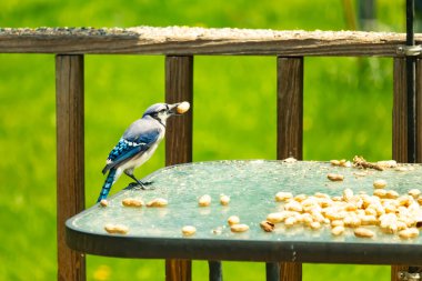 Canlı bir mavi alakarga, bir kuş yemliğinin üzerine tünemiş, gagasında bir yer fıstığı tutan, ve daha fazla yer fıstığı besleyicinin etrafına saçılmış. Besleyici bulanık yeşil bir arka plana ayarlanmış. Bu da doğal bir açık hava ortamı olduğunu gösteriyor..