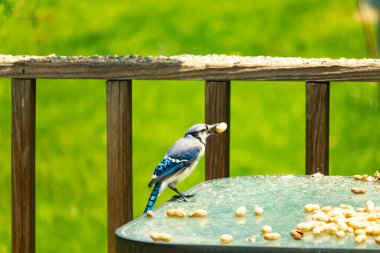 Canlı bir mavi alakarga, bir kuş yemliğinin üzerine tünemiş, gagasında bir yer fıstığı tutan, ve daha fazla yer fıstığı besleyicinin etrafına saçılmış. Besleyici bulanık yeşil bir arka plana ayarlanmış. Bu da doğal bir açık hava ortamı olduğunu gösteriyor..