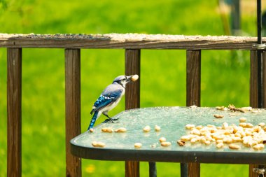 Bu güzel mavi karga bu resim için poz veriyor gibi görünüyor. Küçük Corvid 'in gagasında bir fıstık var ve bize gösteriyor gibi görünüyor. Bu kuşlar mavi, beyaz ve siyah tüyleriyle çok güzel..