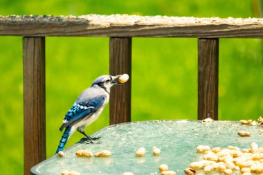 Bu güzel mavi karga bu resim için poz veriyor gibi görünüyor. Küçük Corvid 'in gagasında bir fıstık var ve bize gösteriyor gibi görünüyor. Bu kuşlar mavi, beyaz ve siyah tüyleriyle çok güzel..