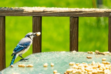 Bu güzel mavi karga bu resim için poz veriyor gibi görünüyor. Küçük Corvid 'in gagasında bir fıstık var ve bize gösteriyor gibi görünüyor. Bu kuşlar mavi, beyaz ve siyah tüyleriyle çok güzel..