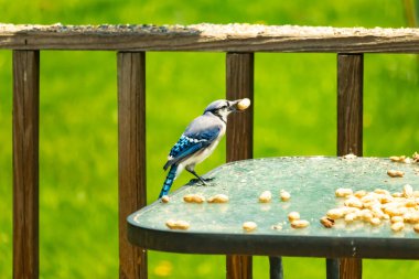 Bu güzel mavi karga bu resim için poz veriyor gibi görünüyor. Küçük Corvid 'in gagasında bir fıstık var ve bize gösteriyor gibi görünüyor. Bu kuşlar mavi, beyaz ve siyah tüyleriyle çok güzel..
