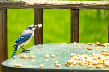 Bu güzel mavi karga bu resim için poz veriyor gibi görünüyor. Küçük Corvid 'in gagasında bir fıstık var ve bize gösteriyor gibi görünüyor. Bu kuşlar mavi, beyaz ve siyah tüyleriyle çok güzel..