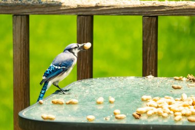 Bu güzel mavi karga bu resim için poz veriyor gibi görünüyor. Küçük Corvid 'in gagasında bir fıstık var ve bize gösteriyor gibi görünüyor. Bu kuşlar mavi, beyaz ve siyah tüyleriyle çok güzel..