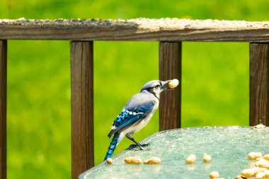 Bu güzel mavi karga bu resim için poz veriyor gibi görünüyor. Küçük Corvid 'in gagasında bir fıstık var ve bize gösteriyor gibi görünüyor. Bu kuşlar mavi, beyaz ve siyah tüyleriyle çok güzel..