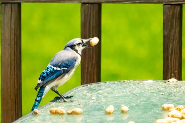 Bu güzel mavi karga bu resim için poz veriyor gibi görünüyor. Küçük Corvid 'in gagasında bir fıstık var ve bize gösteriyor gibi görünüyor. Bu kuşlar mavi, beyaz ve siyah tüyleriyle çok güzel..