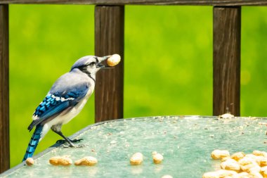 Bu güzel mavi karga bu resim için poz veriyor gibi görünüyor. Küçük Corvid 'in gagasında bir fıstık var ve bize gösteriyor gibi görünüyor. Bu kuşlar mavi, beyaz ve siyah tüyleriyle çok güzel..